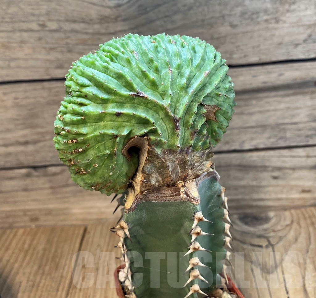 SH25133 Euphorbia obesa f. cristata, grafted – Bild 2