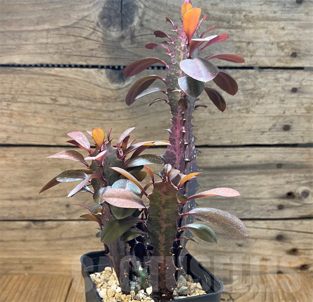 SH25134 Euphorbia trigona 'Rubra' – Bild 2