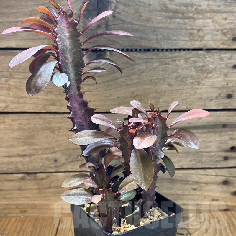 SH25134 Euphorbia trigona 'Rubra'