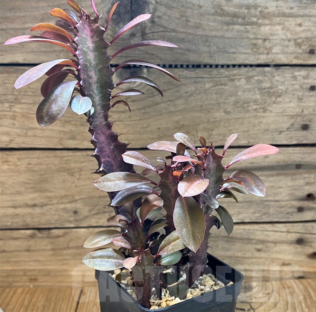 SH25134 Euphorbia trigona 'Rubra'