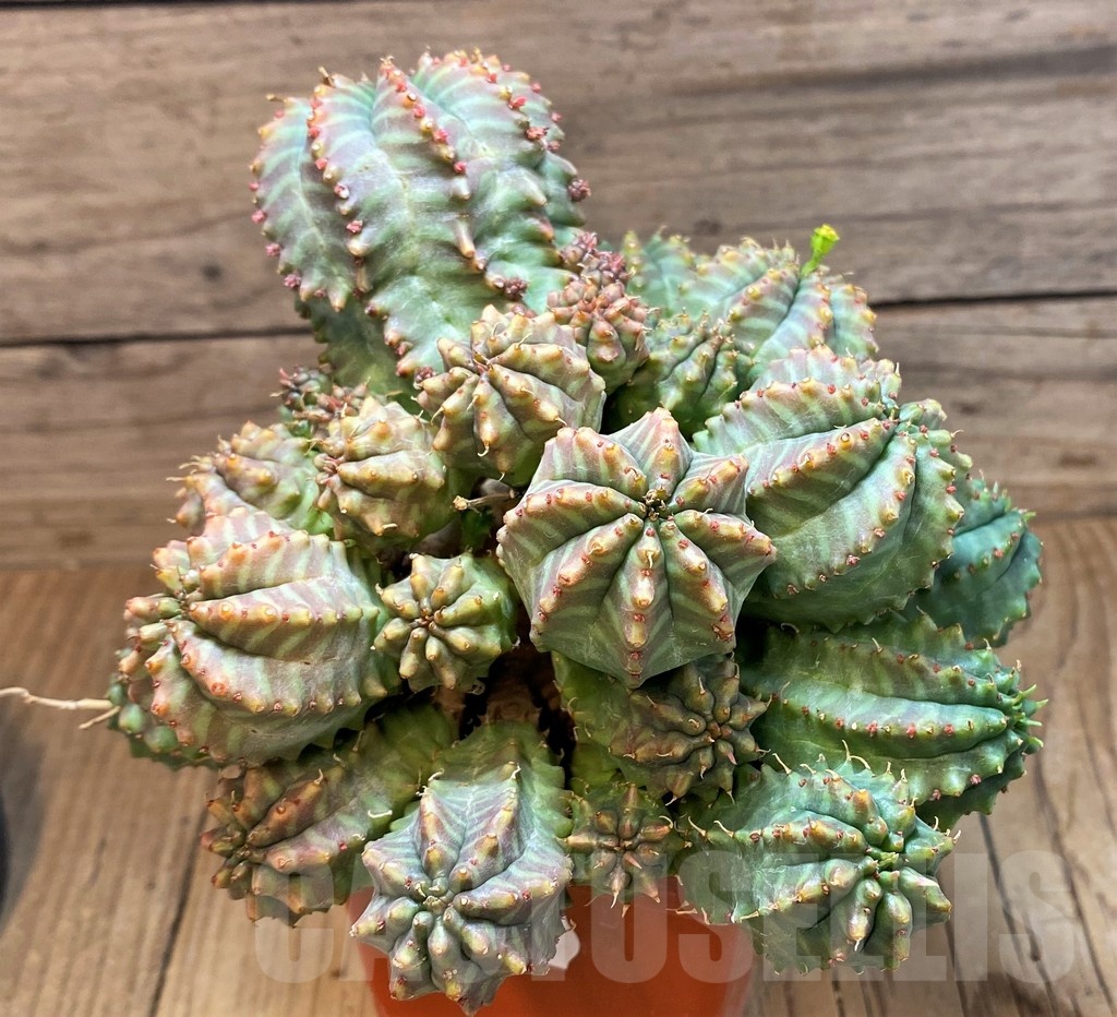 SH25135 Euphorbia meloformis hybrid - Image 2