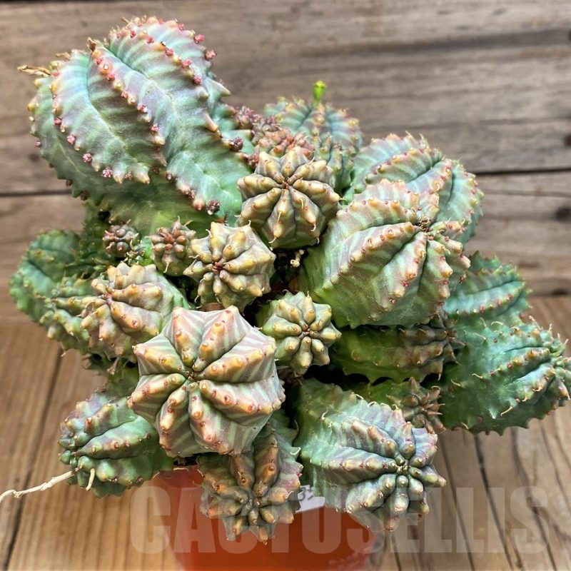 SH25135 Euphorbia meloformis hybrid