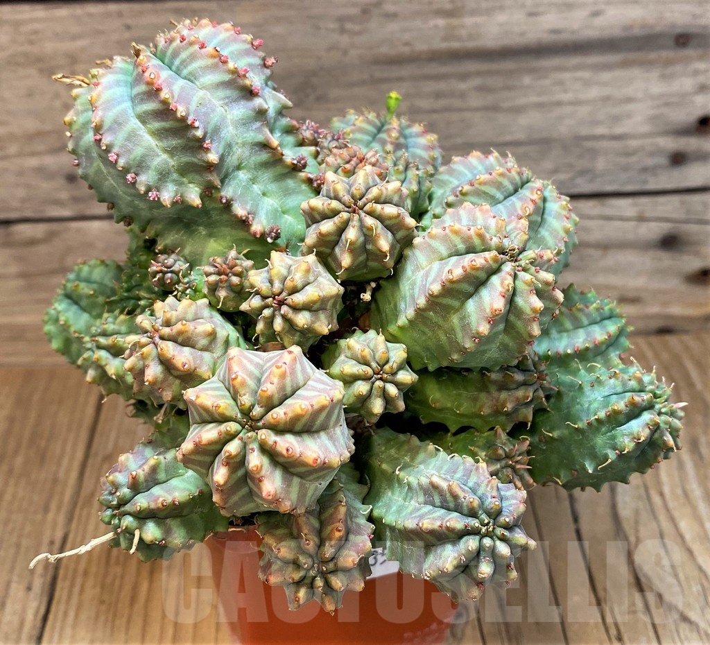 SH25135 Euphorbia meloformis hybrid