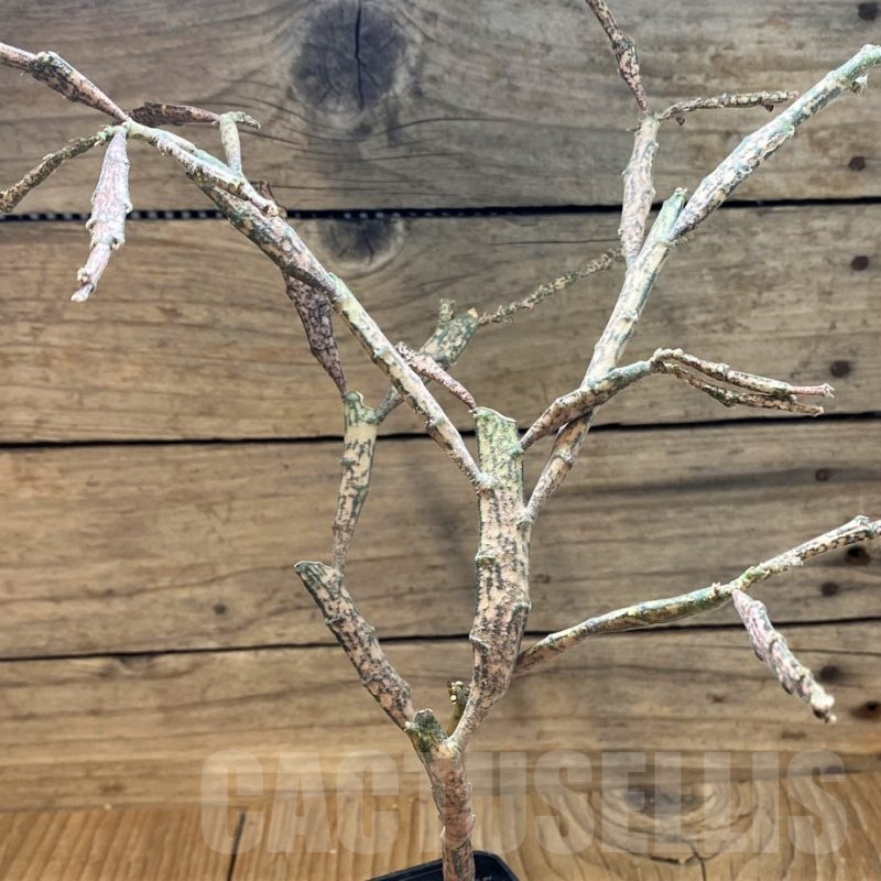 SH25136 Euphorbia platyclada