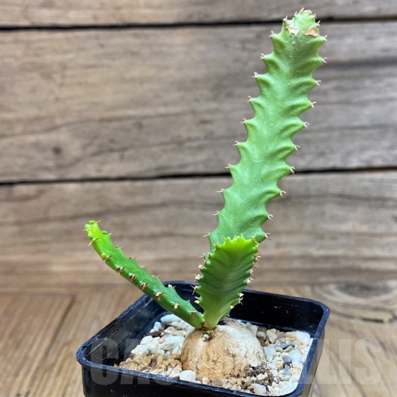 SH25137 Euphorbia stellata
