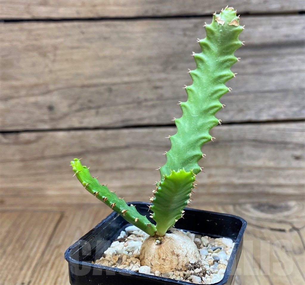 SH25137 Euphorbia stellata