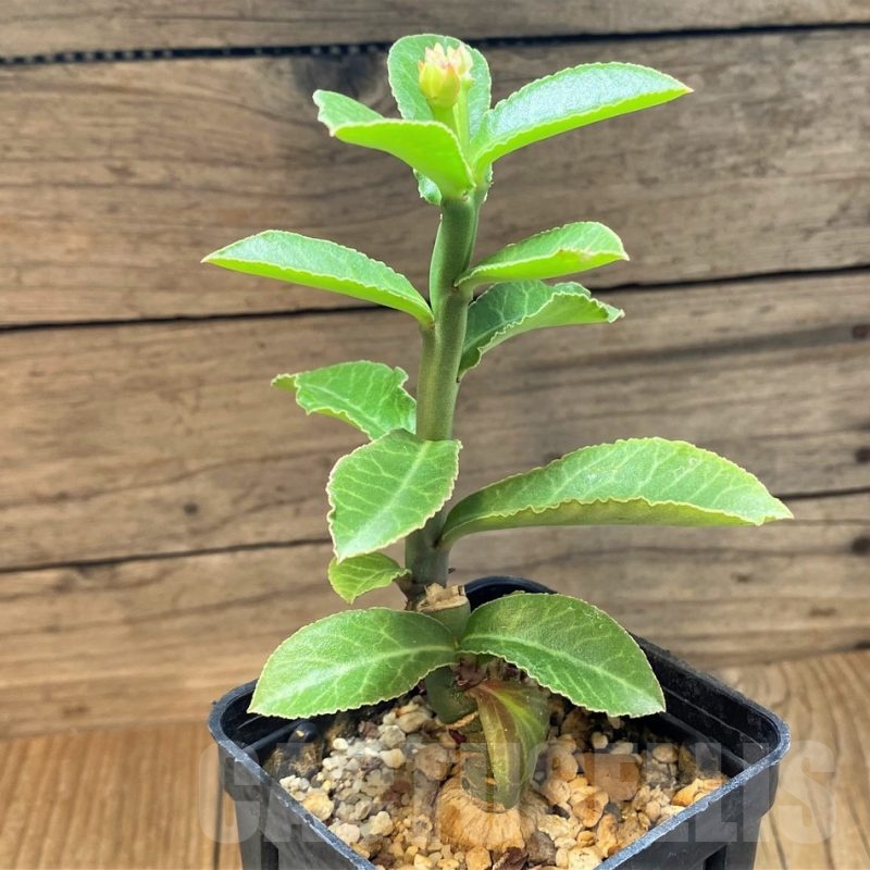 SH25138 Monadenium coccineum