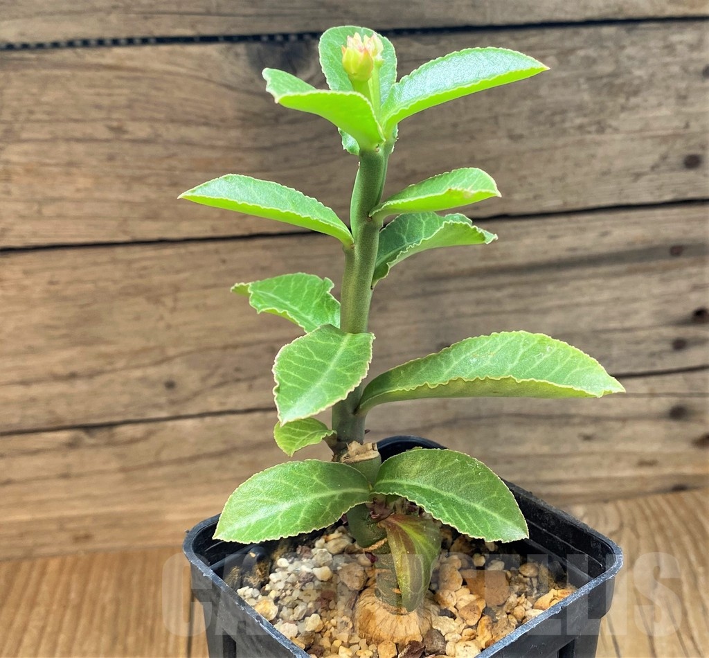 SH25138 Monadenium coccineum