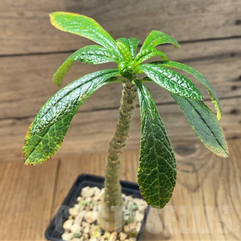 SH25139 Dorstenia gigas