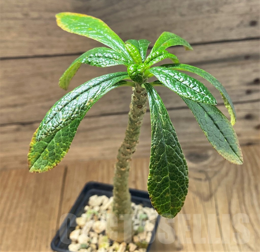 SH25139 Dorstenia gigas