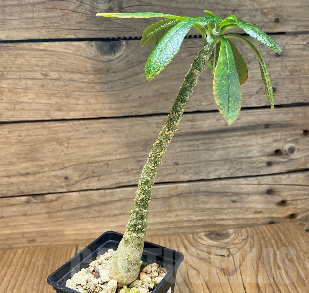 SH25139 Dorstenia gigas - Image 2