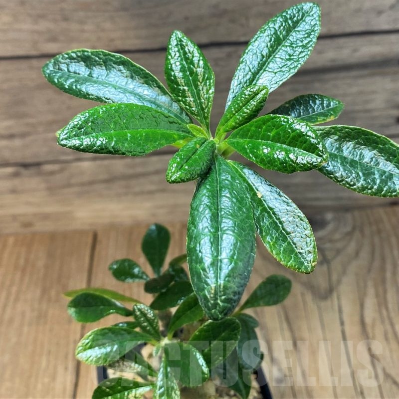 SH25140 Dorstenia gigas