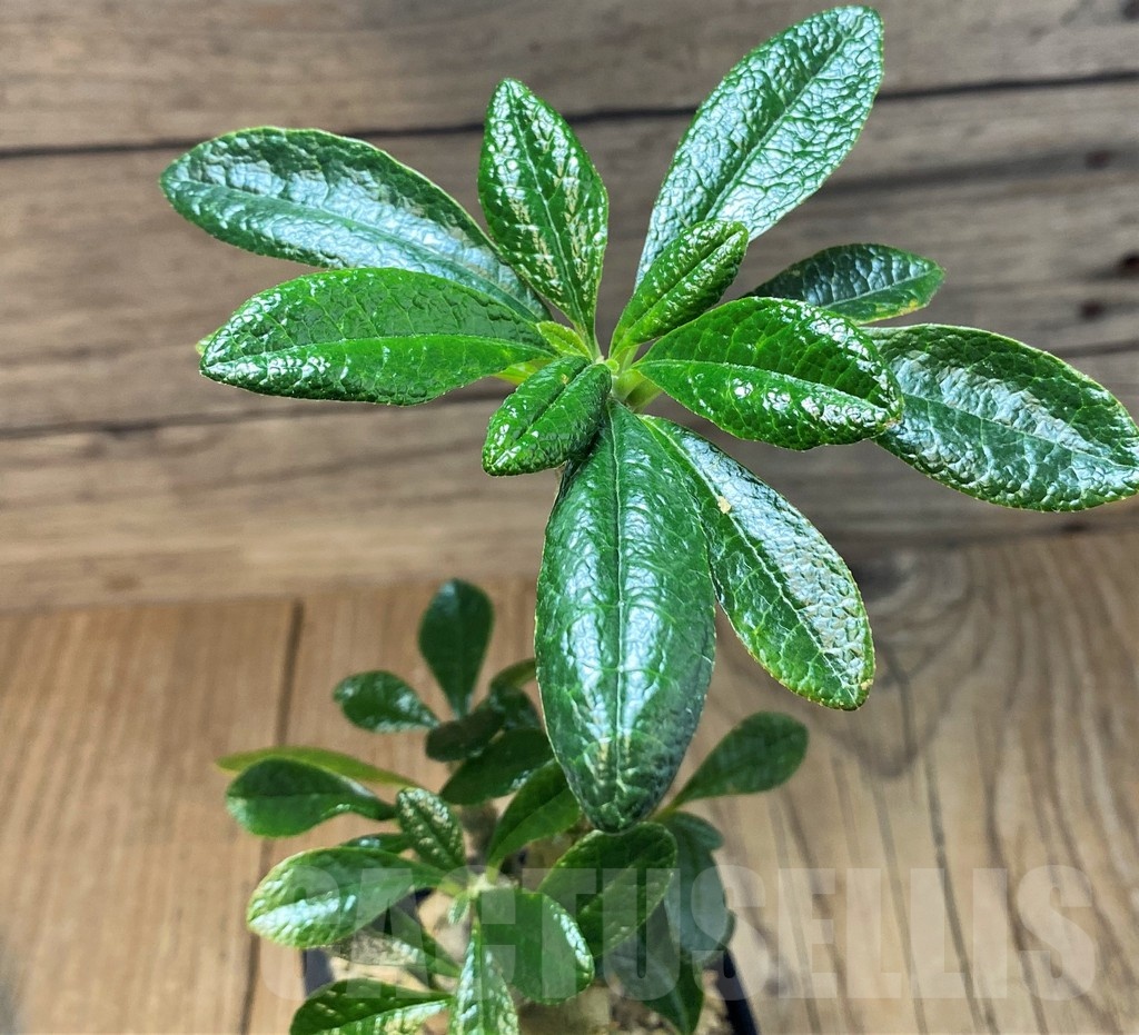 SH25140 Dorstenia gigas