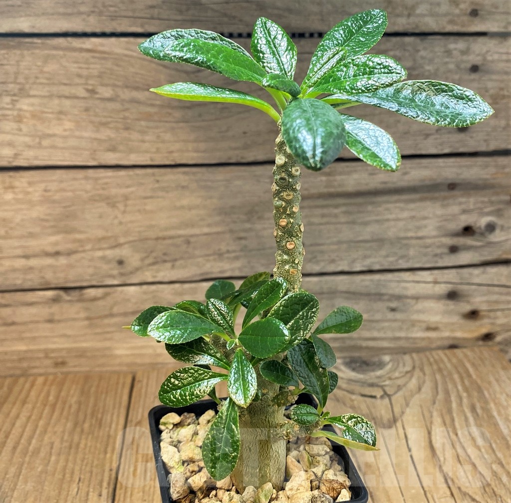 SH25140 Dorstenia gigas - Image 2