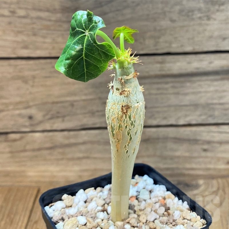 SH25141 Jatropha podagrica