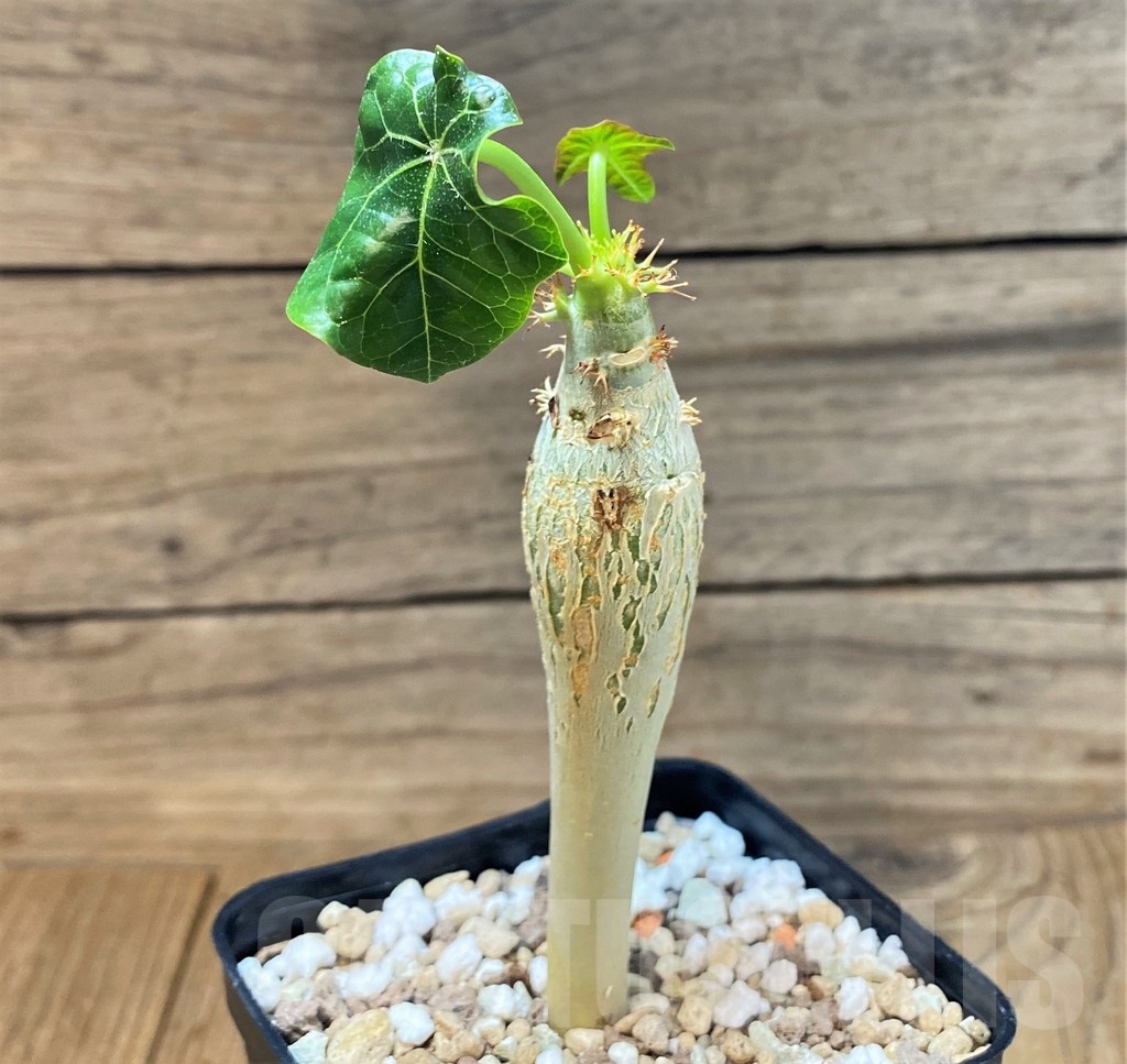 SH25141 Jatropha podagrica