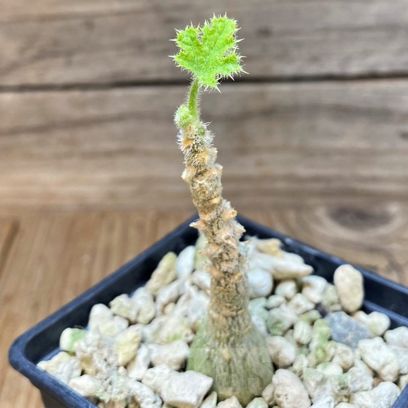 SH25142 Dendrosicyos socotrana