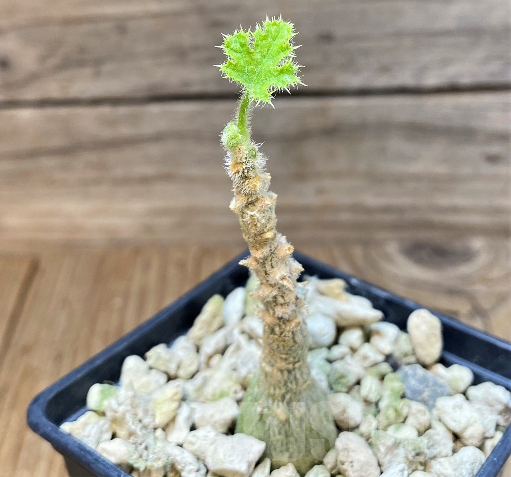 SH25142 Dendrosicyos socotrana