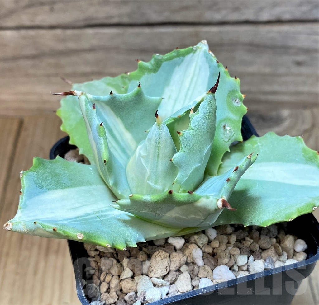 SH25143 Agave isthmensis f. variegata - Image 2