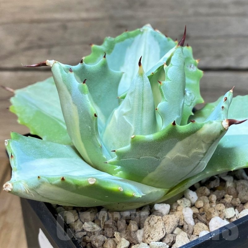 SH25143 Agave isthmensis f. variegata