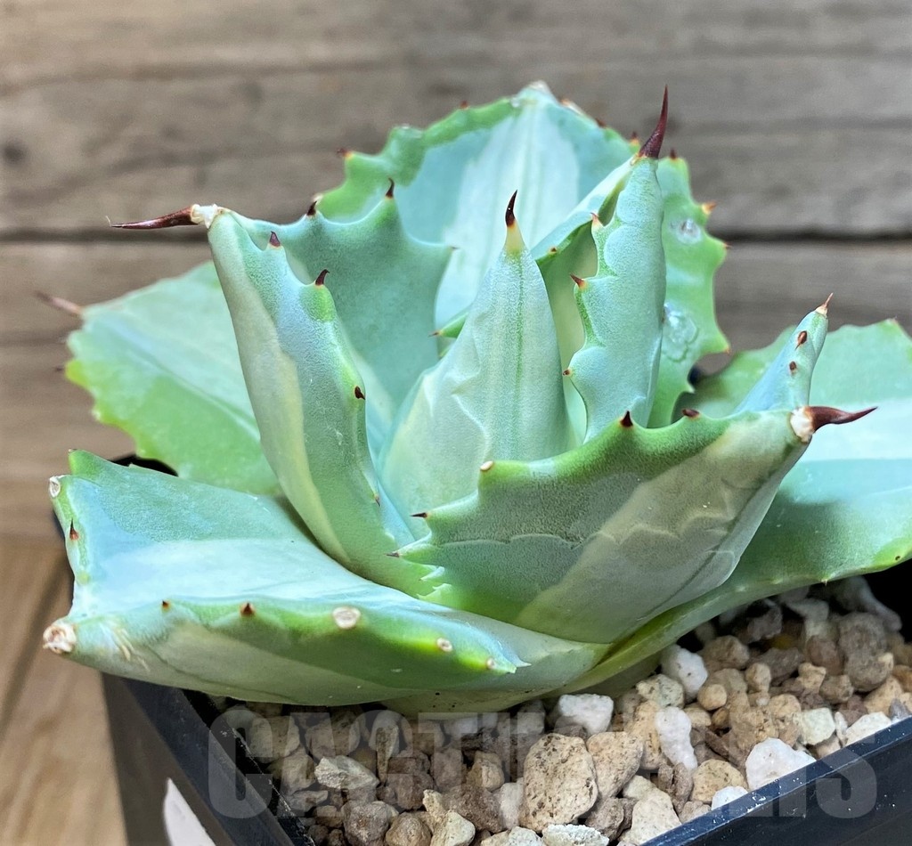 SH25143 Agave isthmensis f. variegata