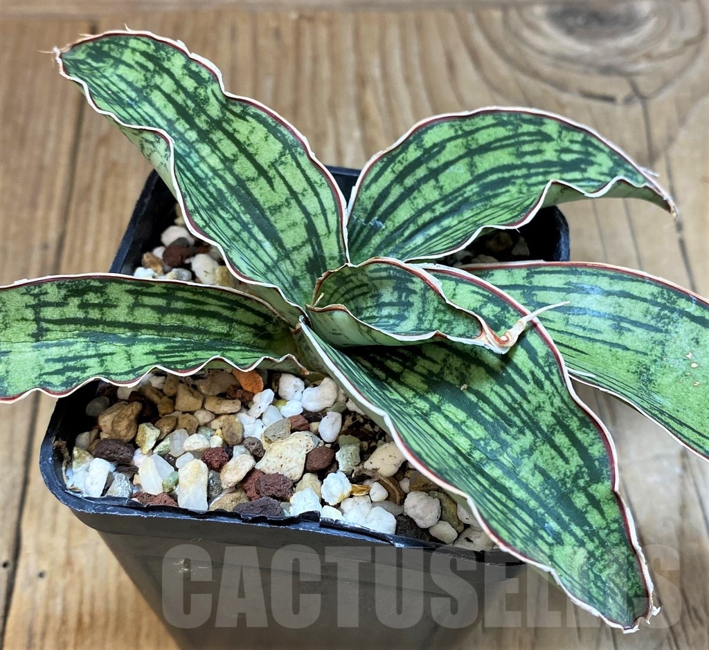 SH25144 Sansevieria ‘Cleopatra’ - Image 2