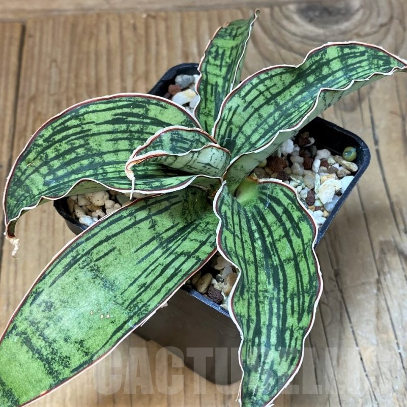SH25144 Sansevieria ‘Cleopatra’