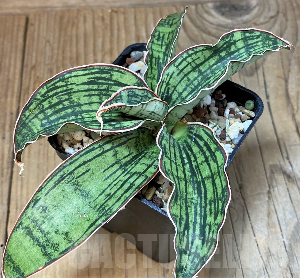 SH25144 Sansevieria ‘Cleopatra’
