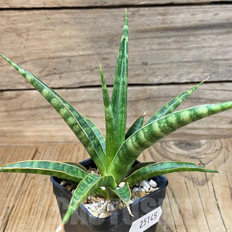 SH25145 Sansevieria 'Francisii'