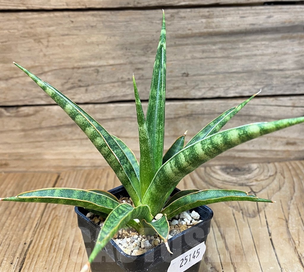 SH25145 Sansevieria 'Francisii'