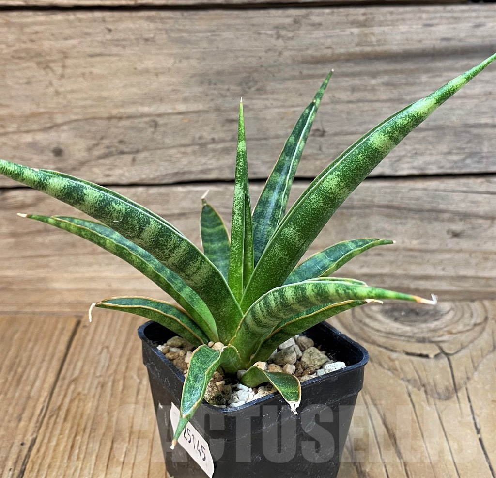 SH25145 Sansevieria 'Francisii' - Image 2