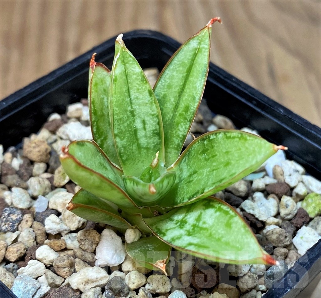 SH25146 Sansevieria 'Margarita' - Image 3