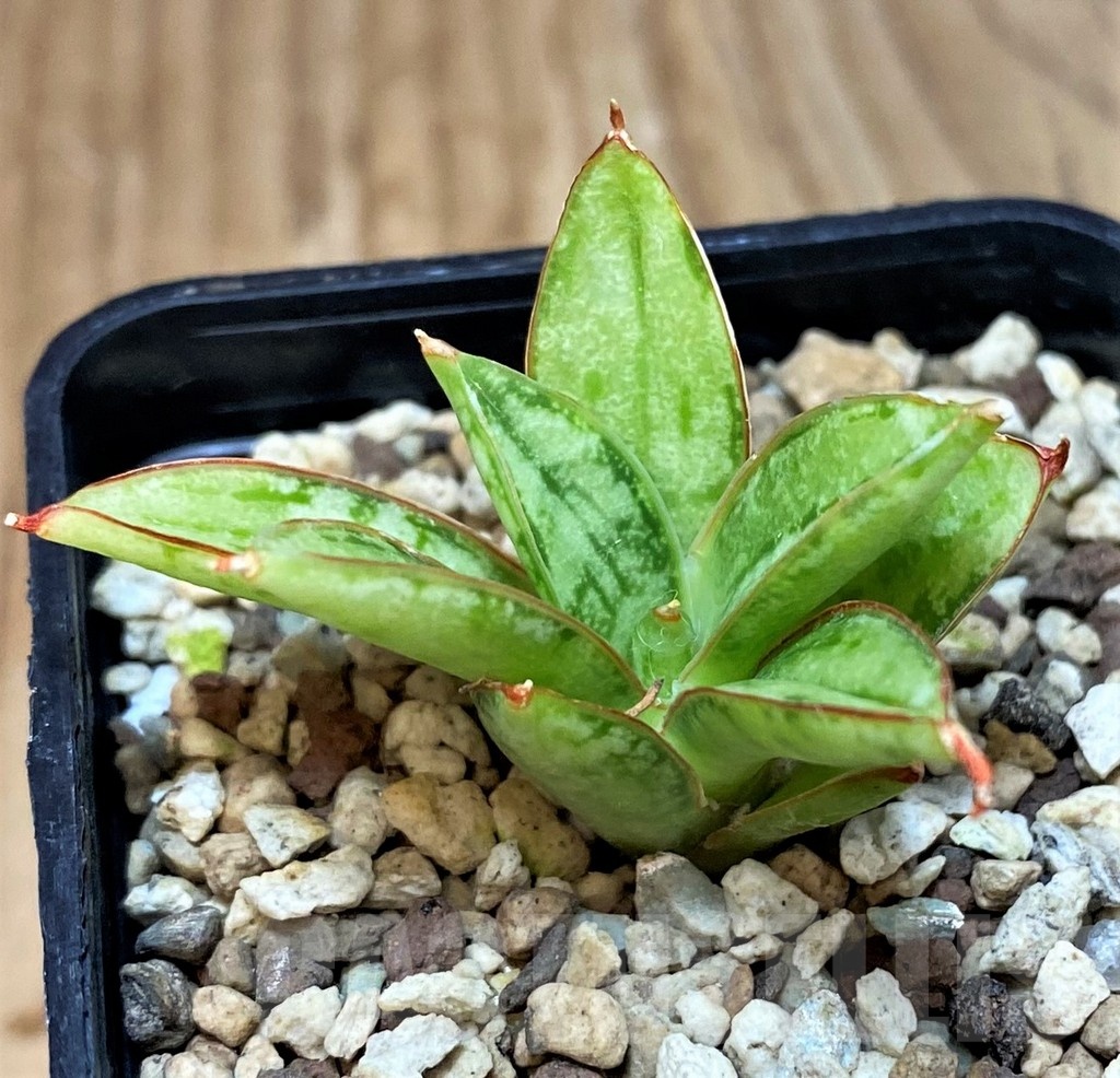 SH25146 Sansevieria 'Margarita' - Image 2