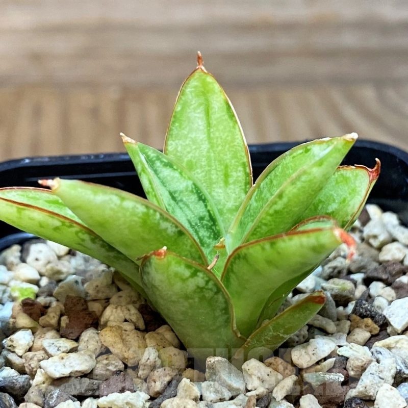SH25146 Sansevieria 'Margarita'