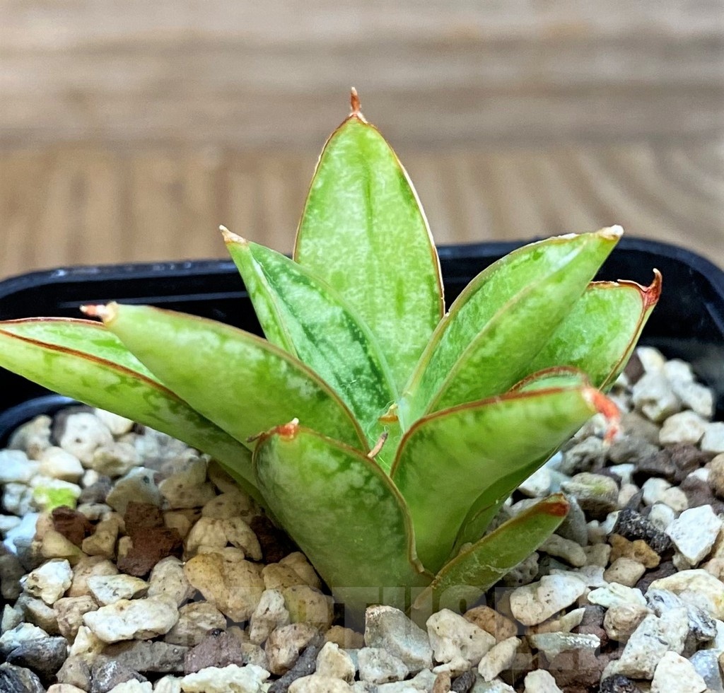 SH25146 Sansevieria 'Margarita'