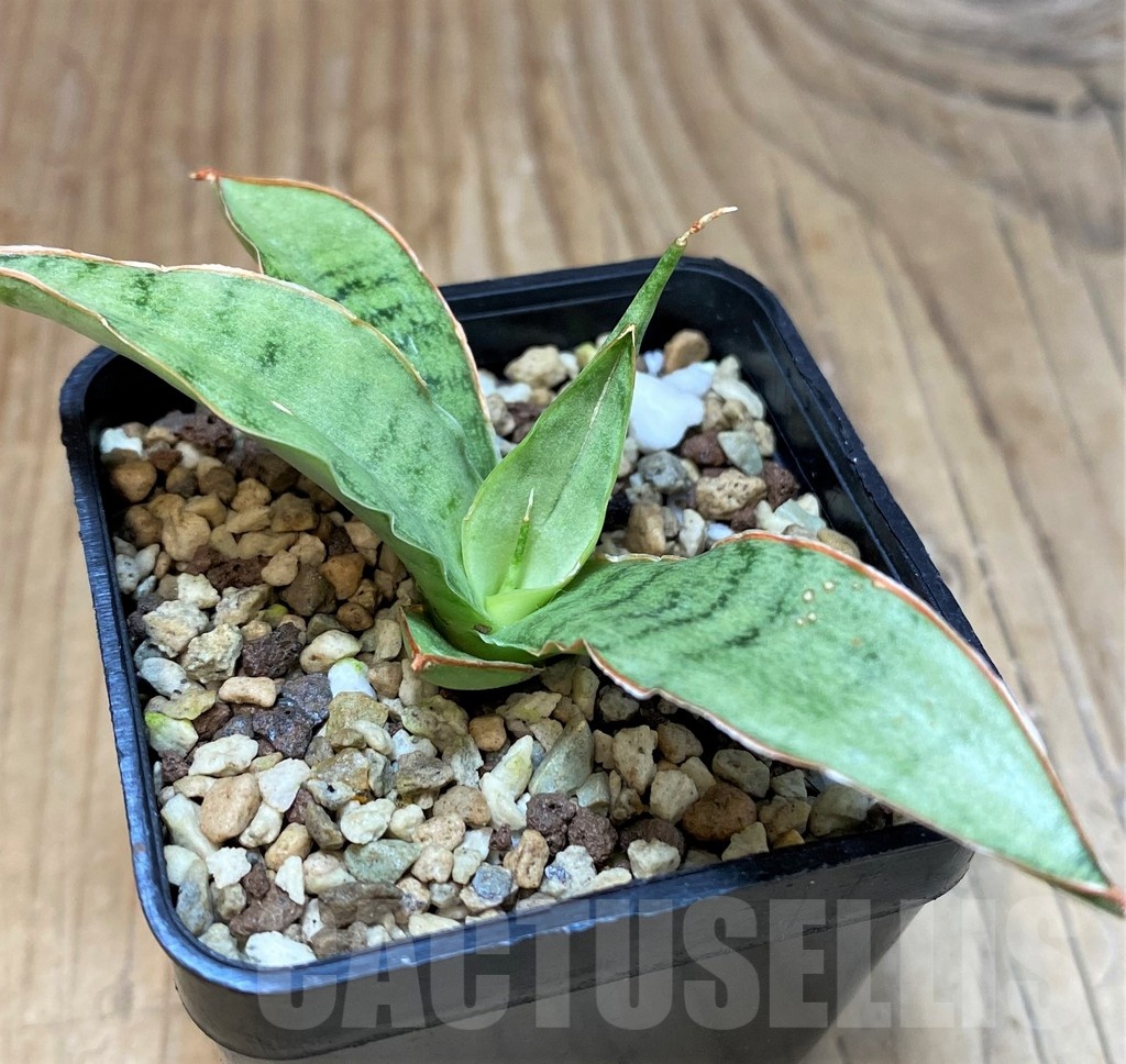 SH25147 Sansevieria kirkii ‘Silver Blue’ - Image 2