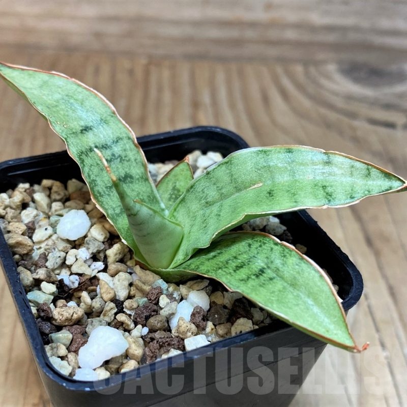 SH25147 Sansevieria kirkii ‘Silver Blue’