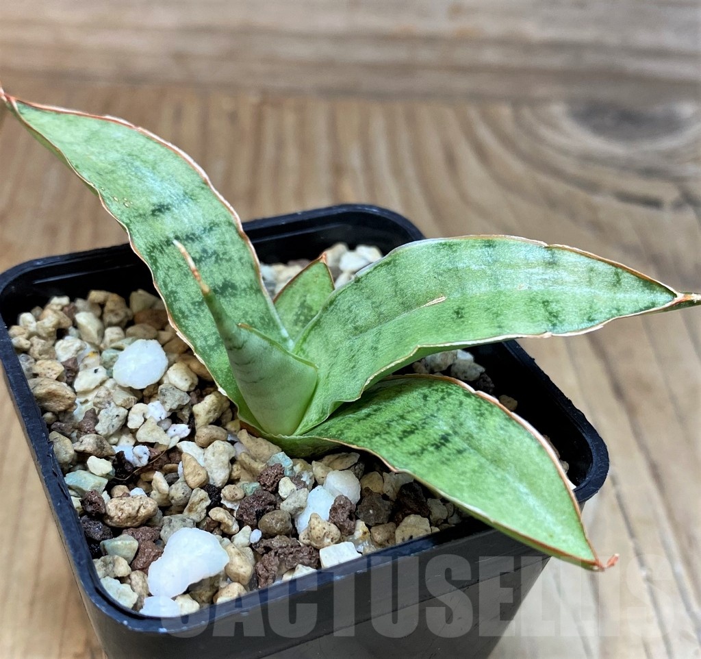 SH25147 Sansevieria kirkii ‘Silver Blue’