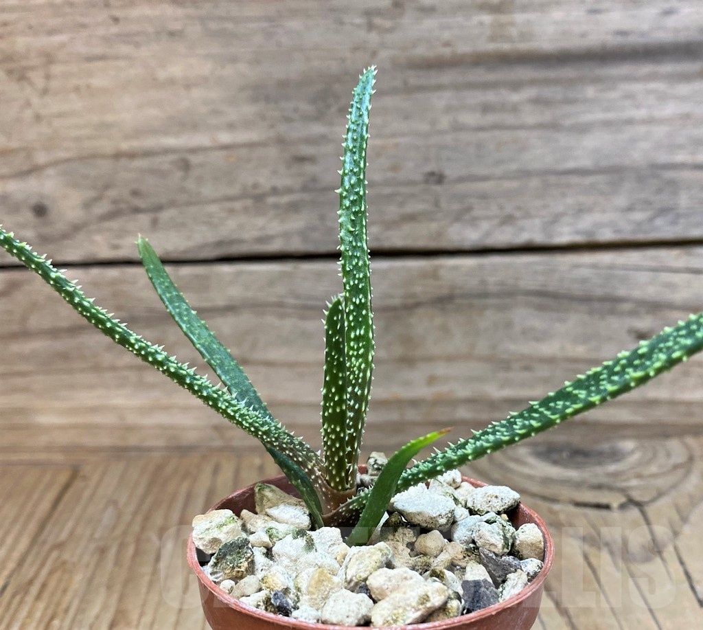 SH25148 Aloe delicatifolia - Image 2