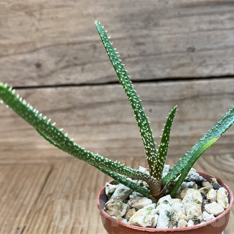 SH25148 Aloe delicatifolia