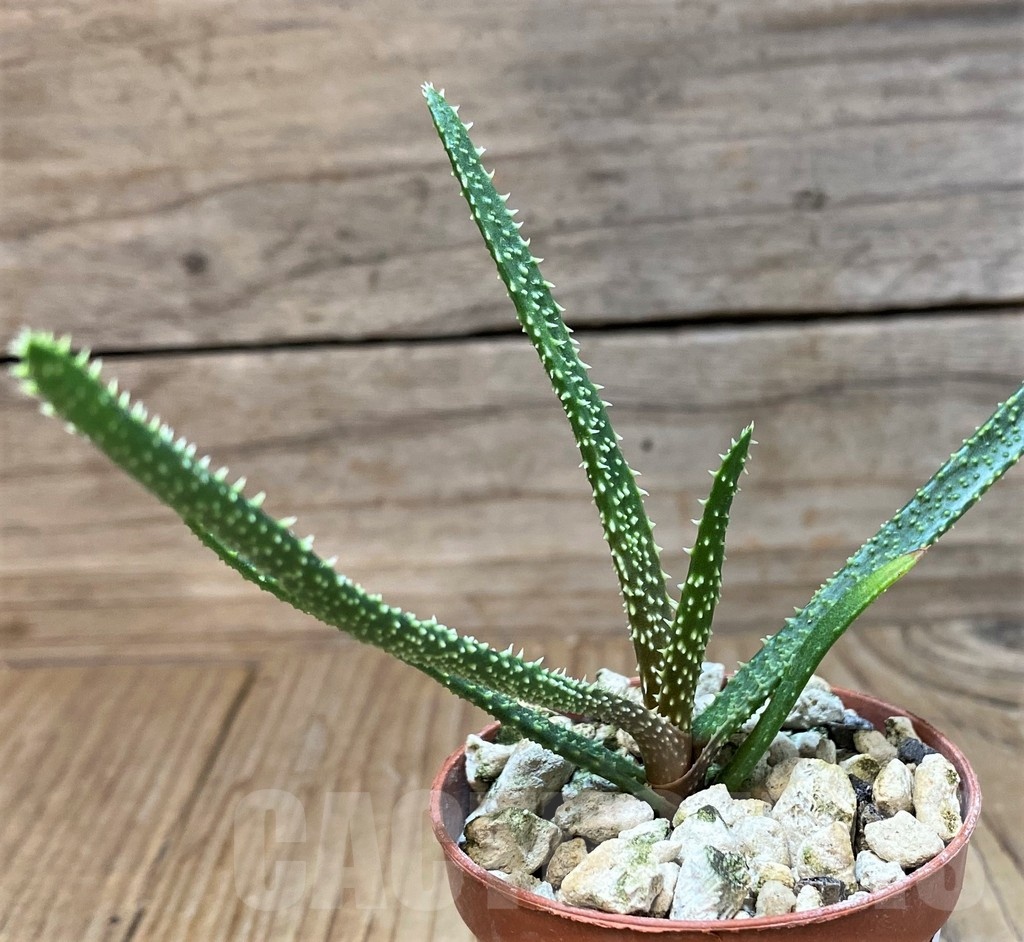 SH25148 Aloe delicatifolia