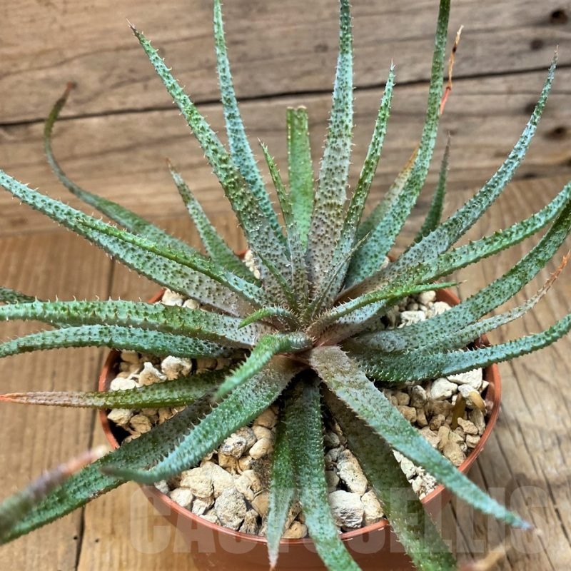 SH25149 Aloe parvula, seedling