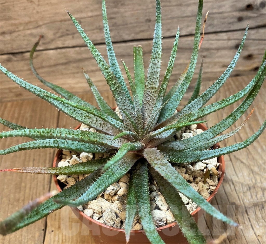 SH25149 Aloe parvula, seedling