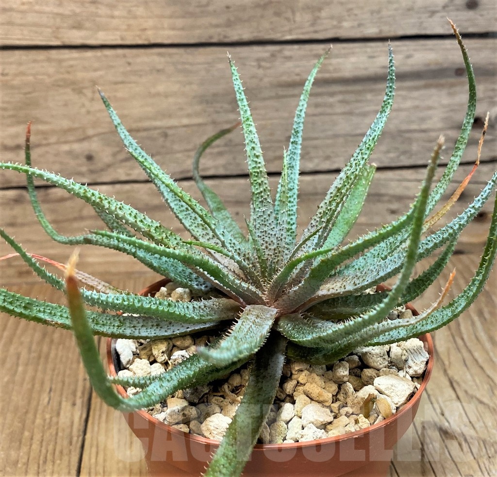 SH25149 Aloe parvula, seedling - Image 2