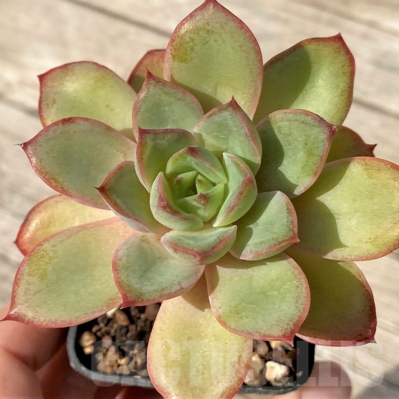 SH25097 Echeveria poldensis ‘Kevin’