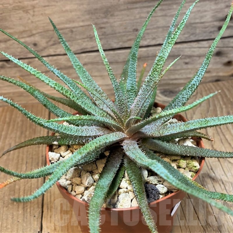 SH25150 Aloe parvula, seedling