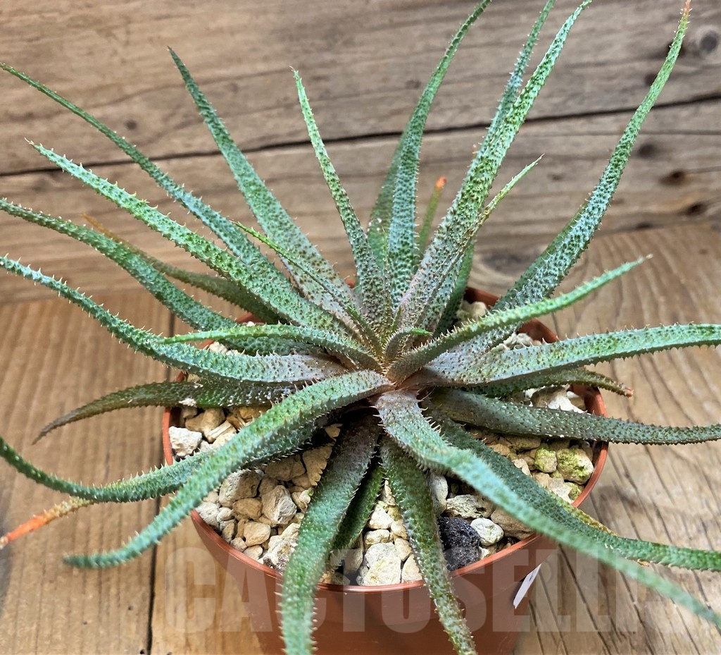 SH25150 Aloe parvula, seedling