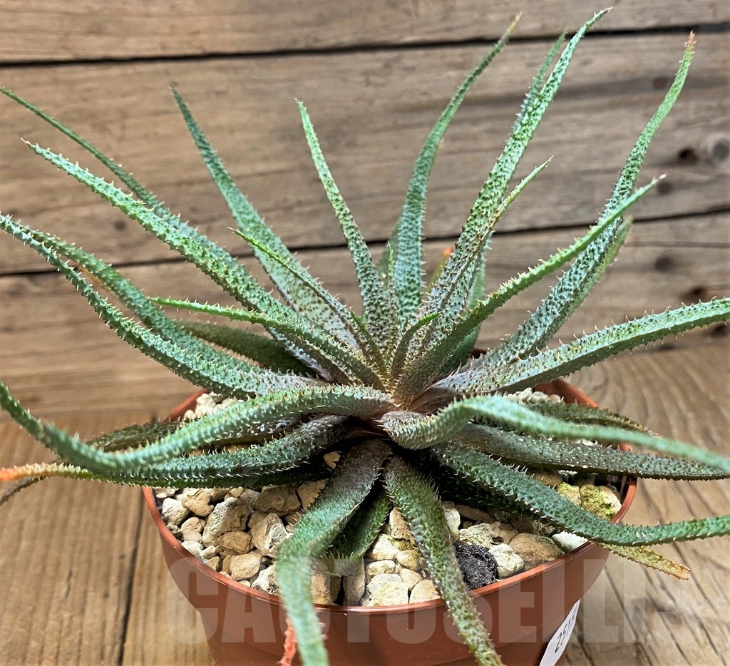 SH25150 Aloe parvula, seedling - Image 2