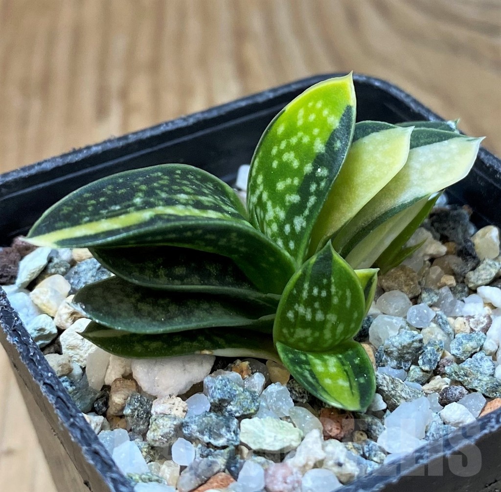 SH25151 Gasteria minima f. variegata - Image 2