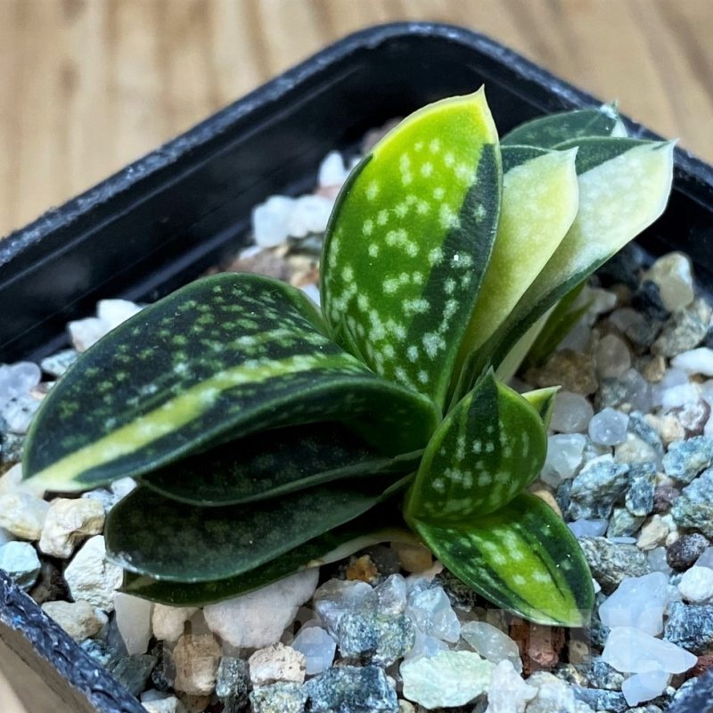 SH25151 Gasteria minima f. variegata